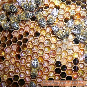 abejas elaborando pan de abeja para apiterapia en un panal de la colmena HD